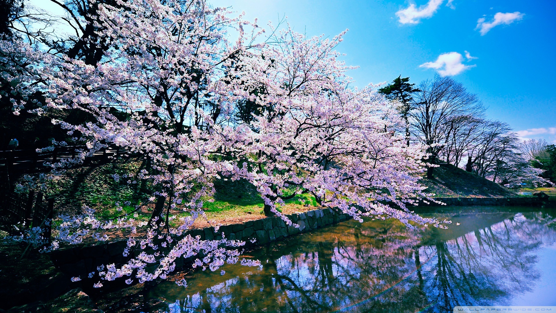 cherry_blossom_trees-wallpaper-1920x1080.jpg