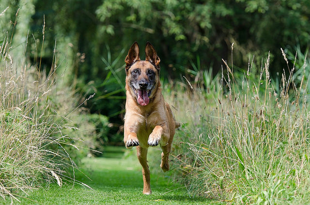 Berger-Belge-top-chien-de-berger.jpg