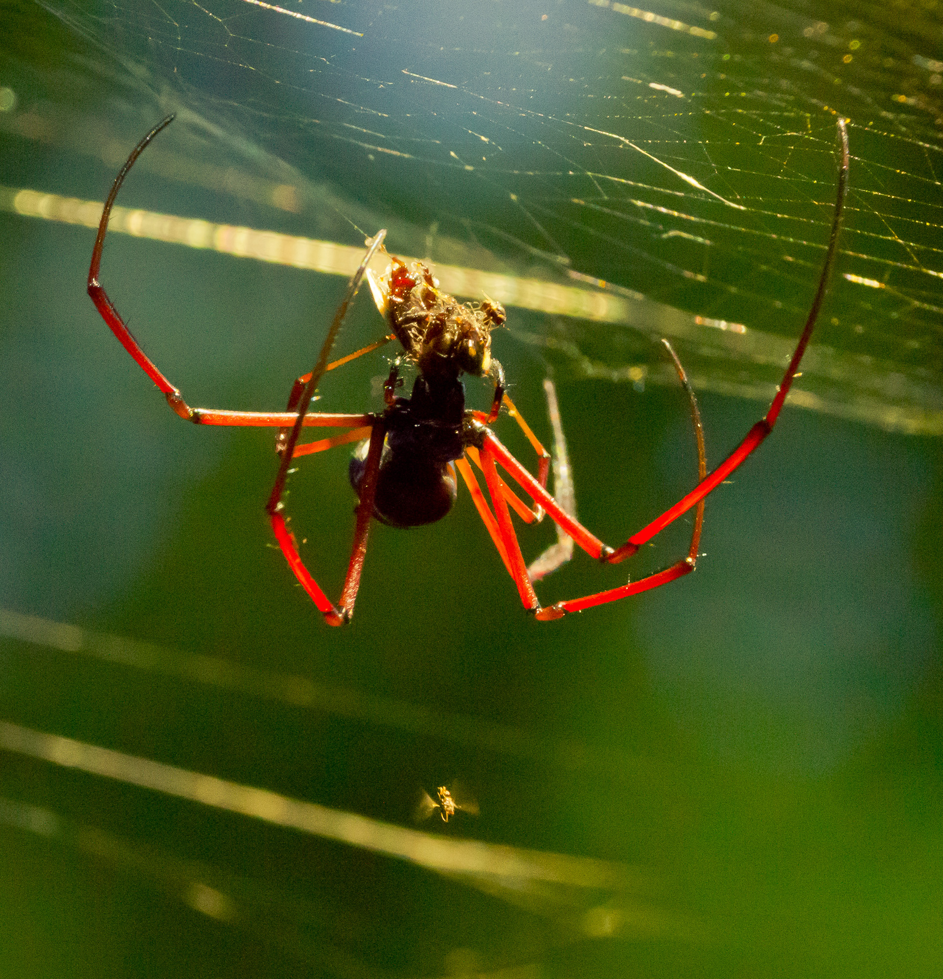 Se Asia Photography Blog Nature And Wildlife Red Legged Golden Orb