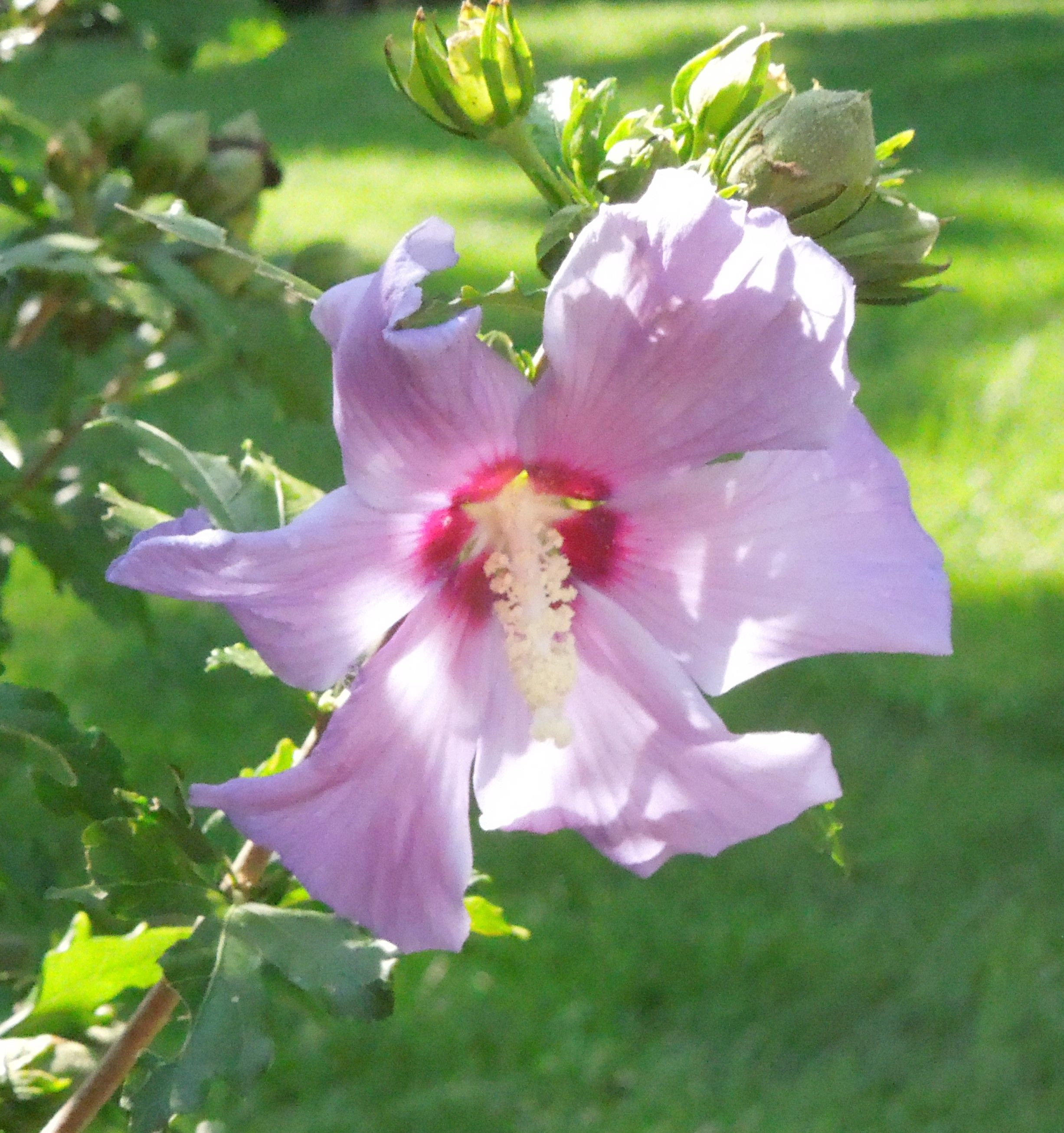 RoseofSharon (2).jpg