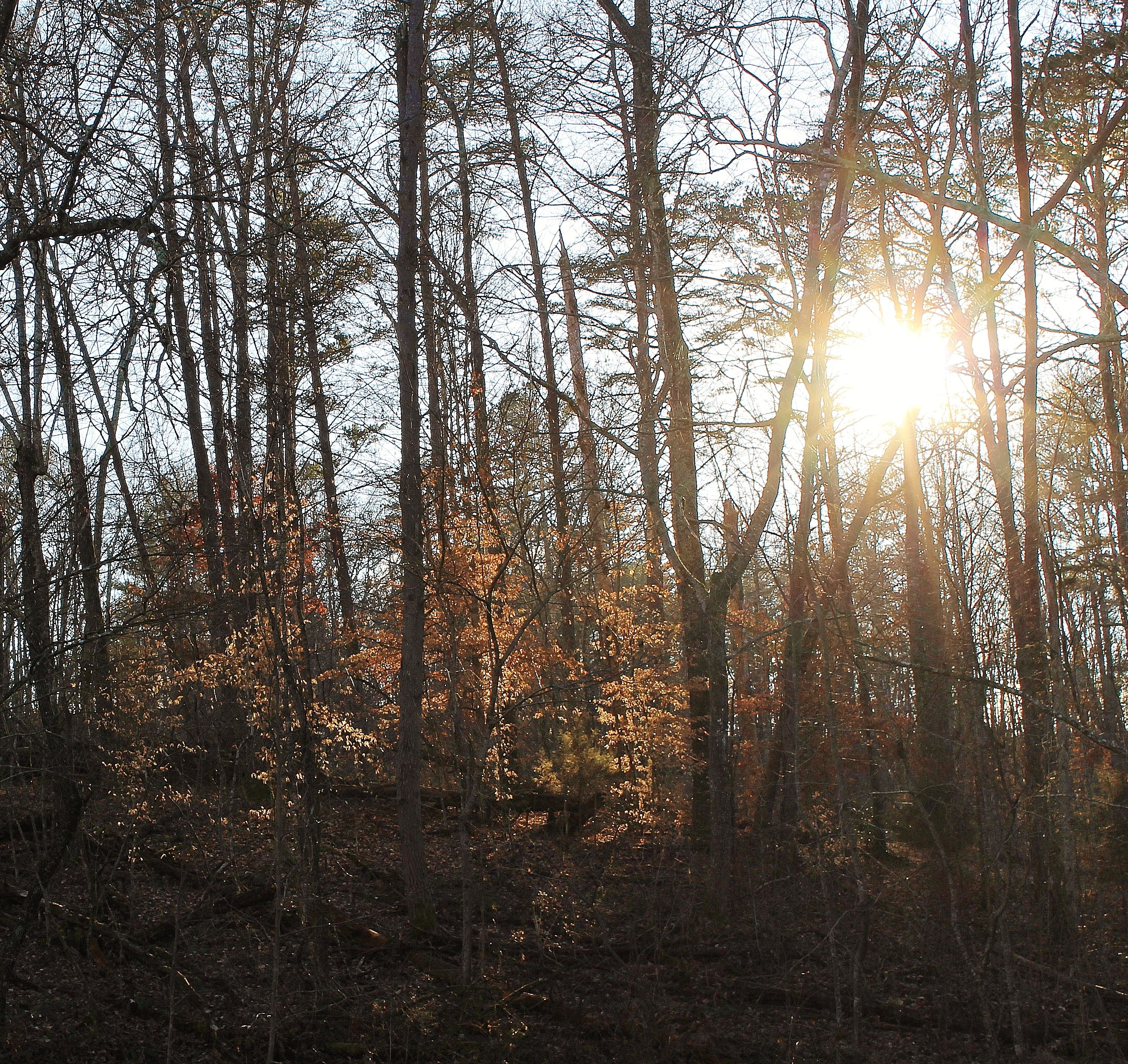 Sun in the Forest.jpg