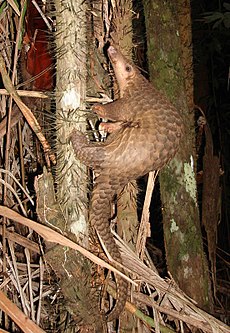 230px-Pangolin_borneo.jpg