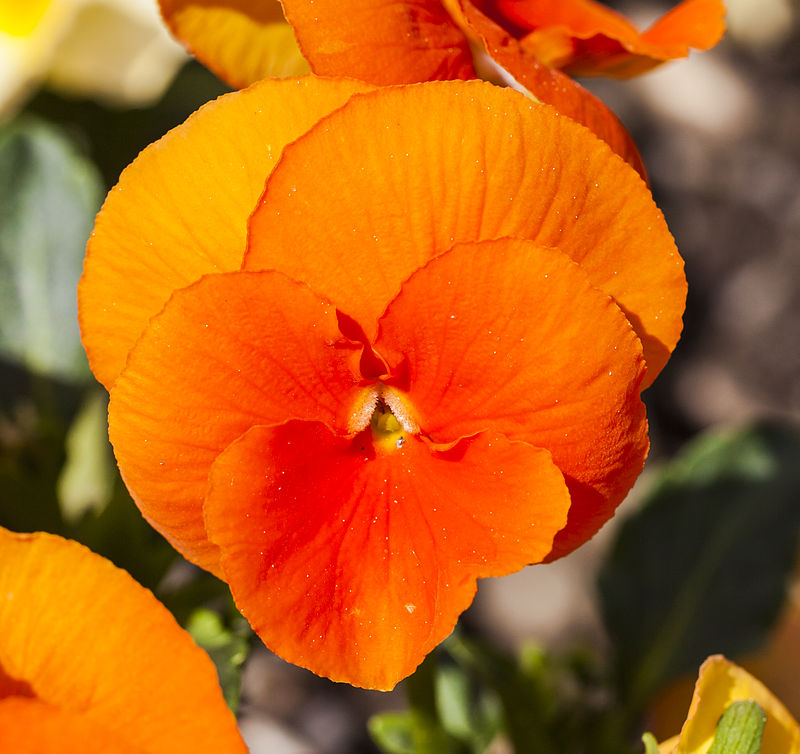 Viola_x_wittrockiana_'Padparadja'.jpg