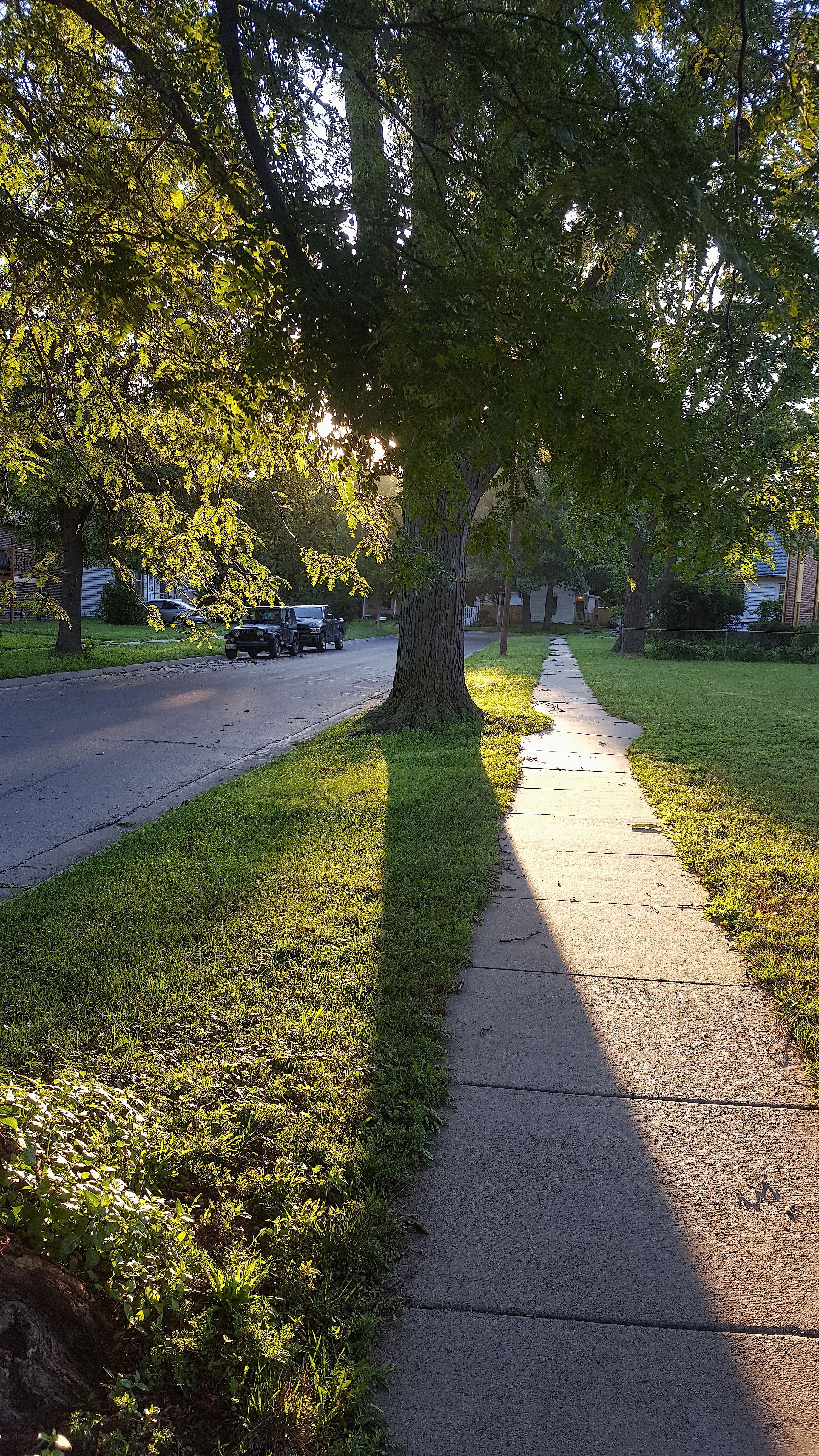 tree shadow.jpg