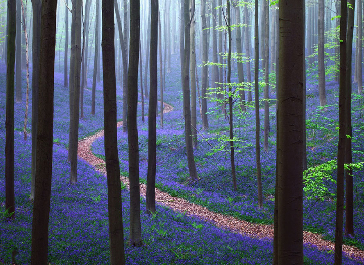 Spring in the Hallerbos Forest, Belgium..png