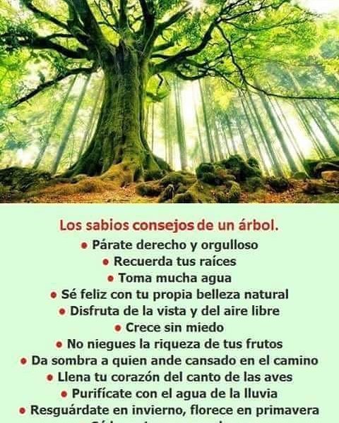 Los Sabios Consejos De Un Arbol Steemit