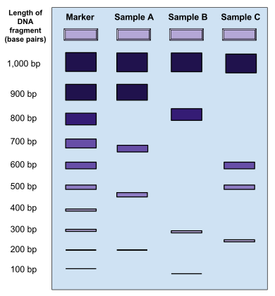 Gel_Electrophoresis.png