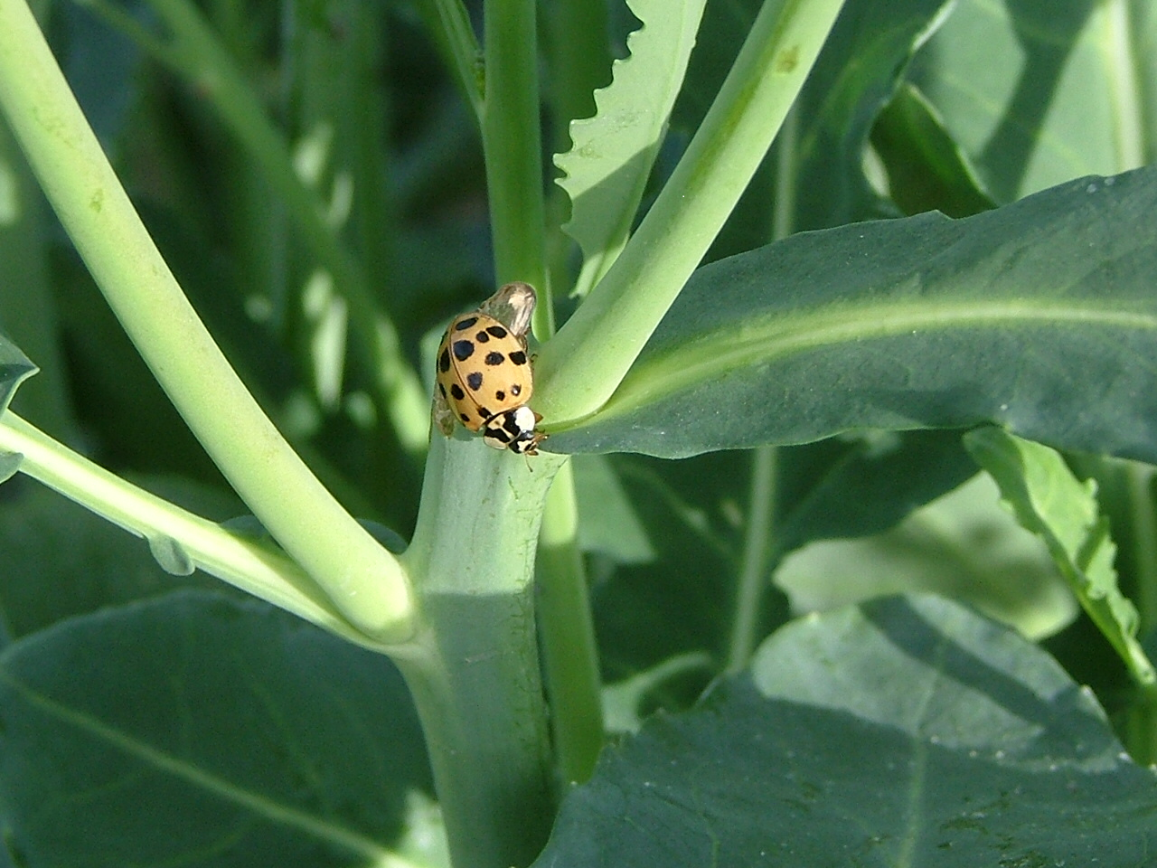 ladybug.png