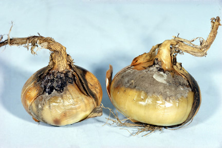 RHS_SCN0000125onionneckrot_369189.JPG