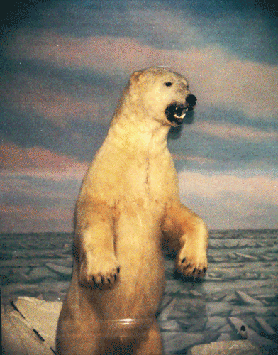 polar-bear.gif
