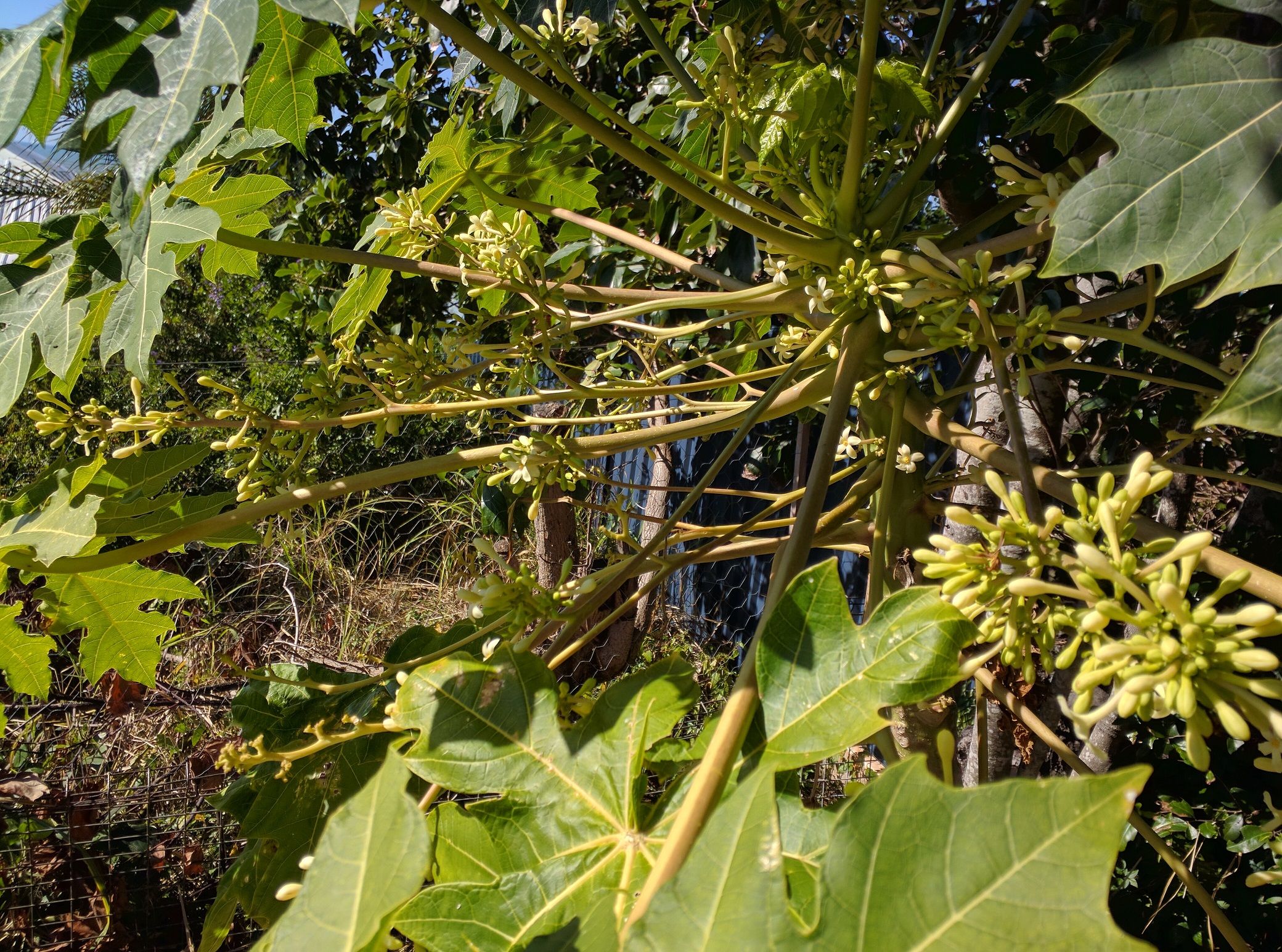 3 male papaya.jpg