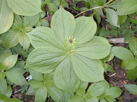 Herb Paris 7.jpg