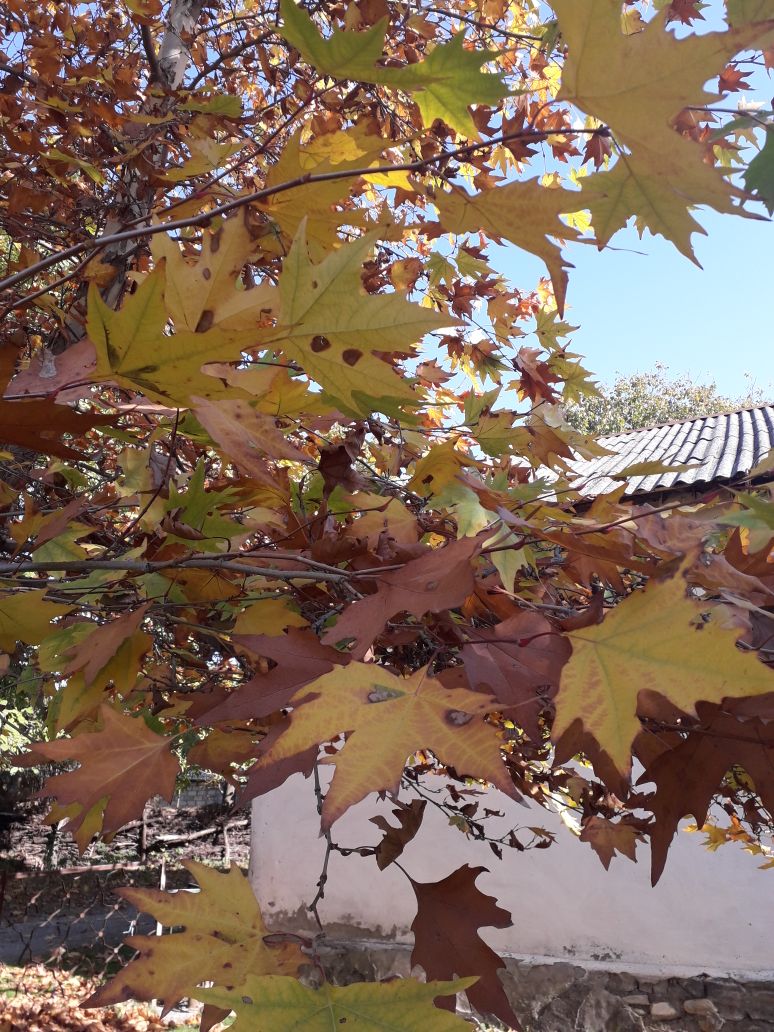 IMG-20171105-WA0009.jpg