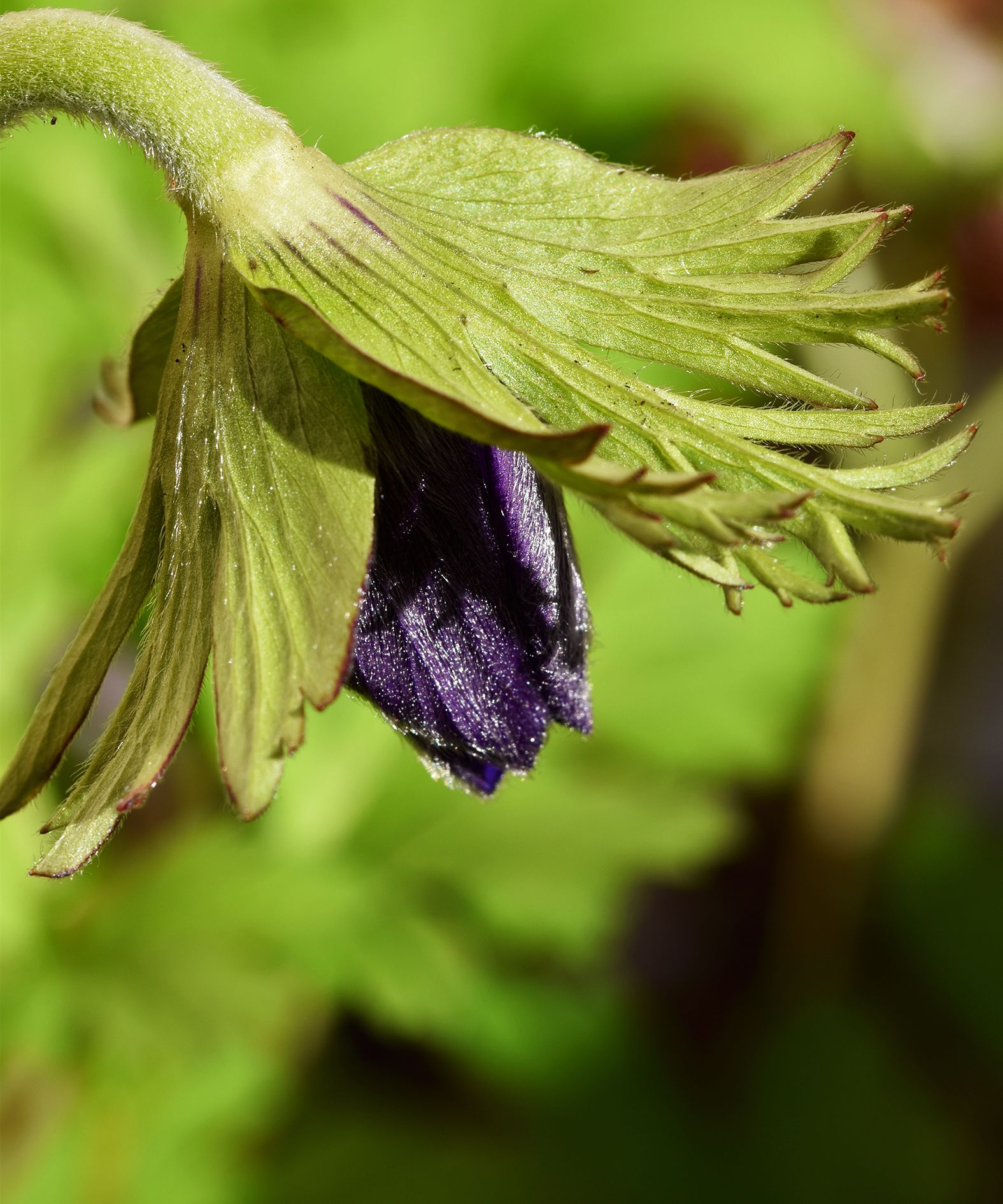 Anemone bud.jpg