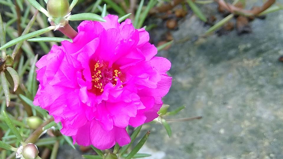 Pink flower.jpg