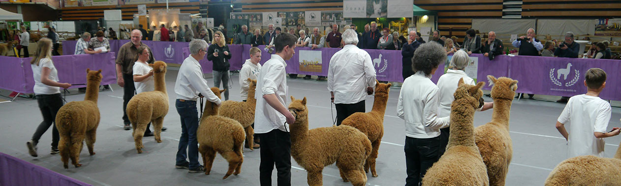 Titelbild-Alpakashow-Alsfeld-2017.jpg