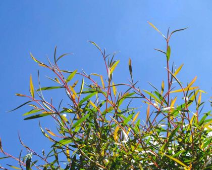 leptonspermum-petersonii-new-growthMain.jpg