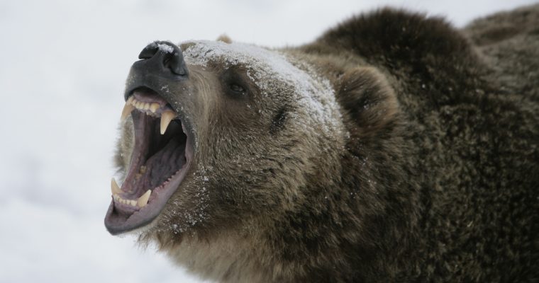 Bear-growl-760x400.jpg