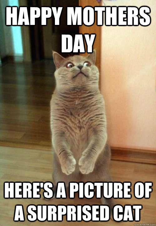heres-a-picture-of-a-suprised-cat-meme.jpg