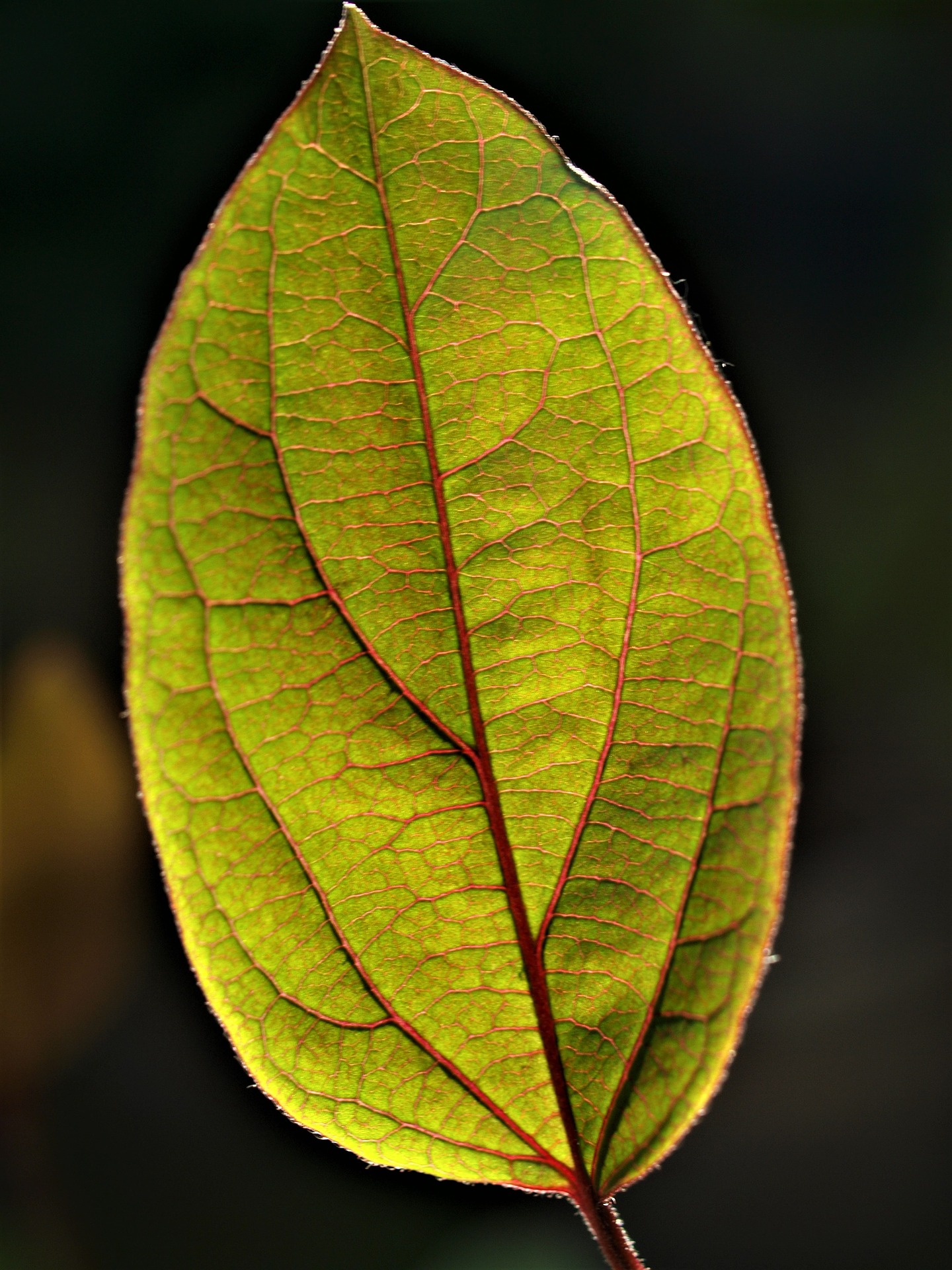 leaf-3359614_1920.jpg