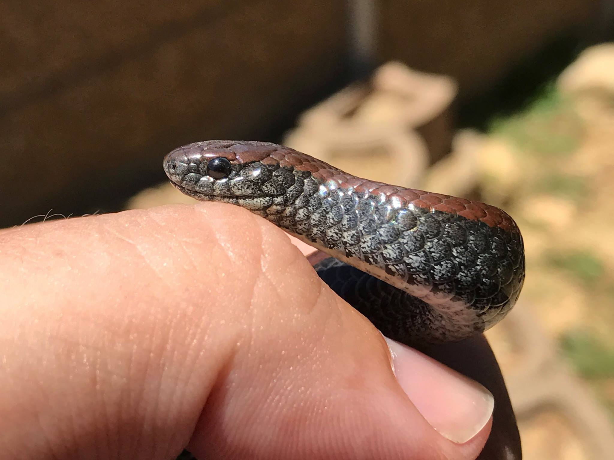 20170114-common-slug-eater-rescued-near-plattekloof-cape-town-western-cape-01.jpg