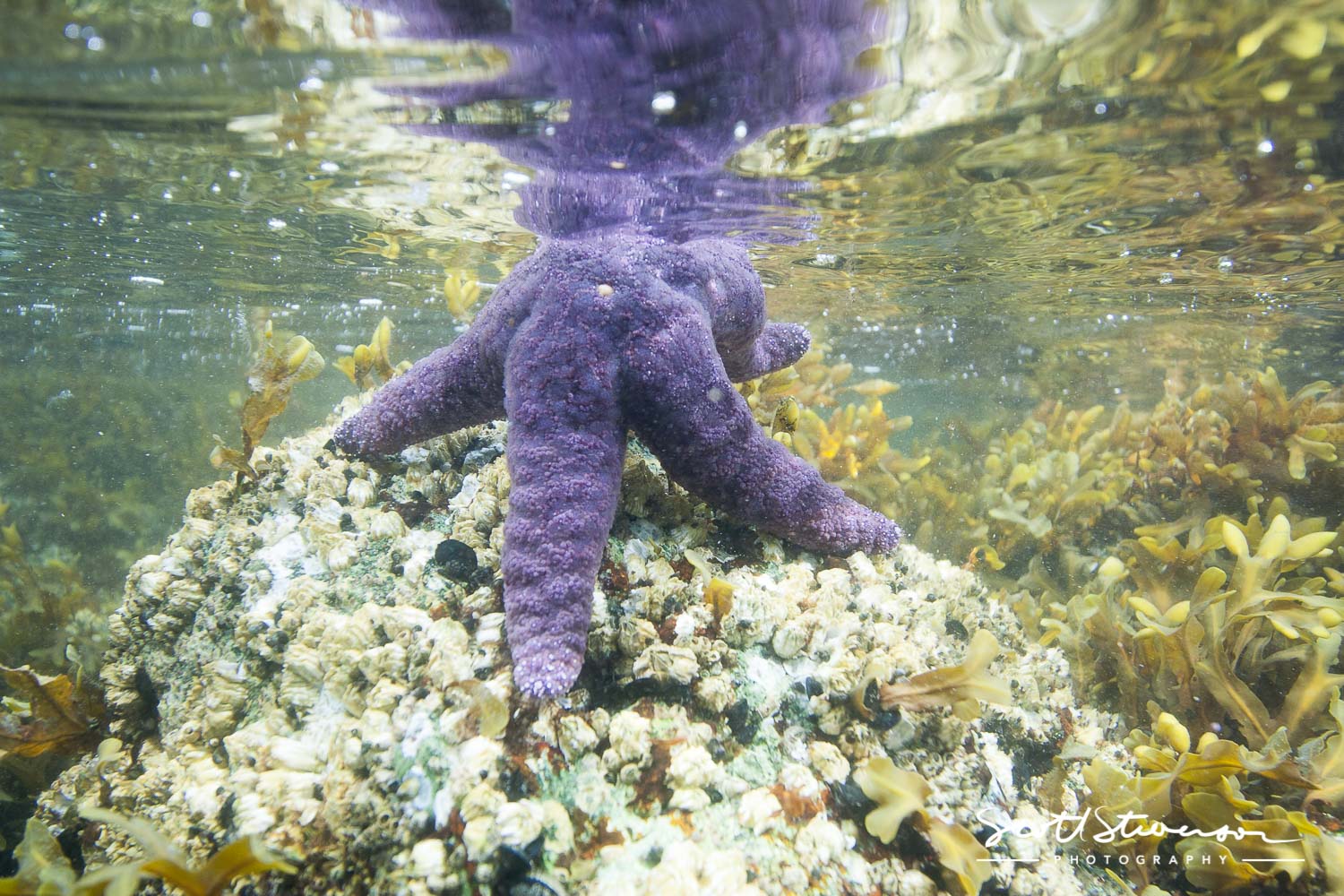 Purple Seastar-1.jpg