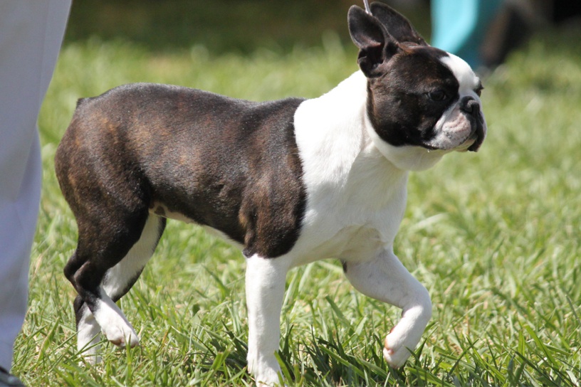 BostonTerrierKopegi.jpg