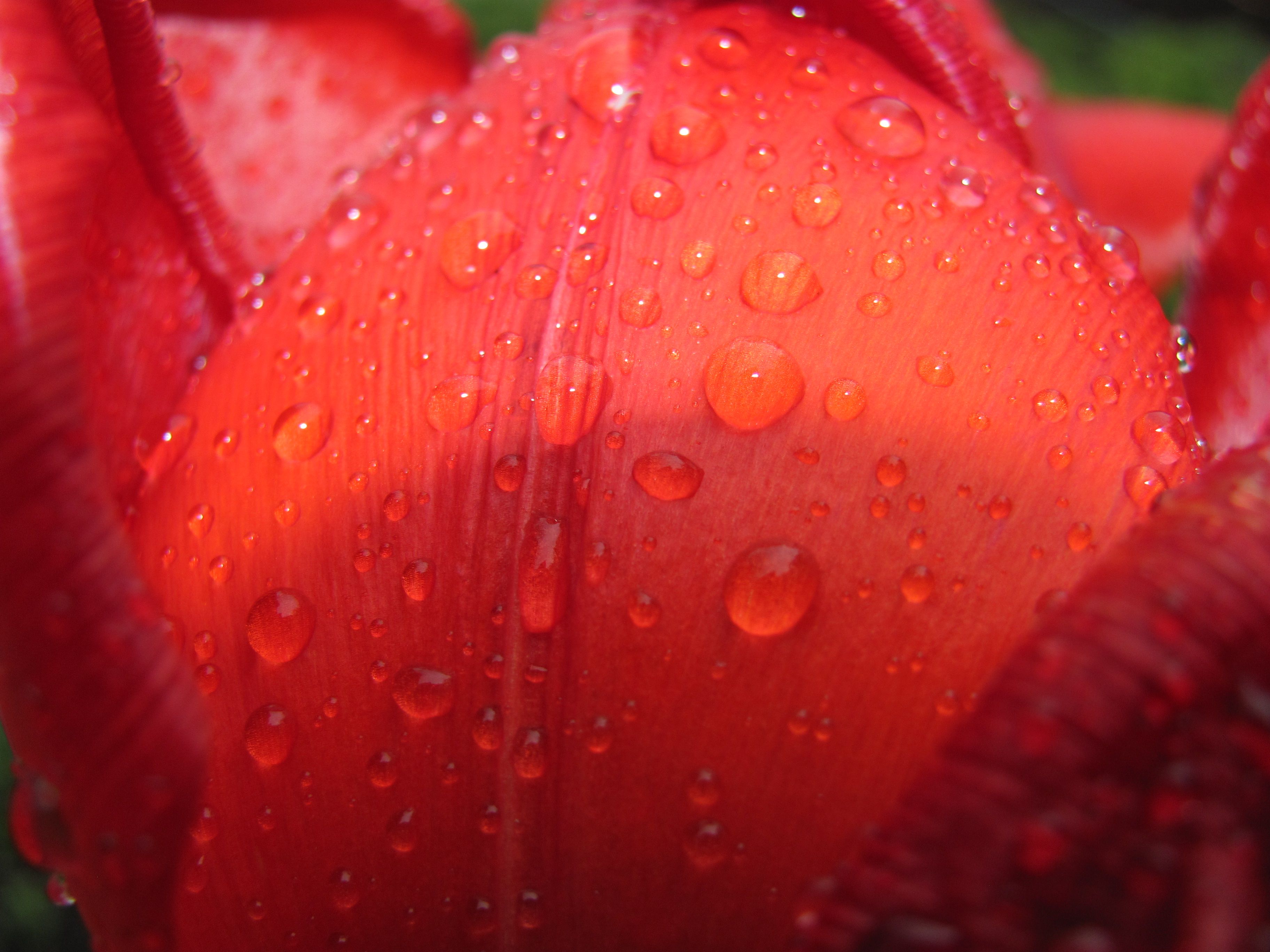 tulips