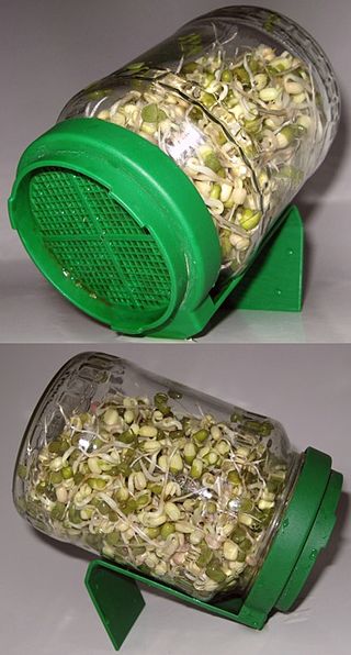 Sprouting_mung_beans_in_a_jar.jpg