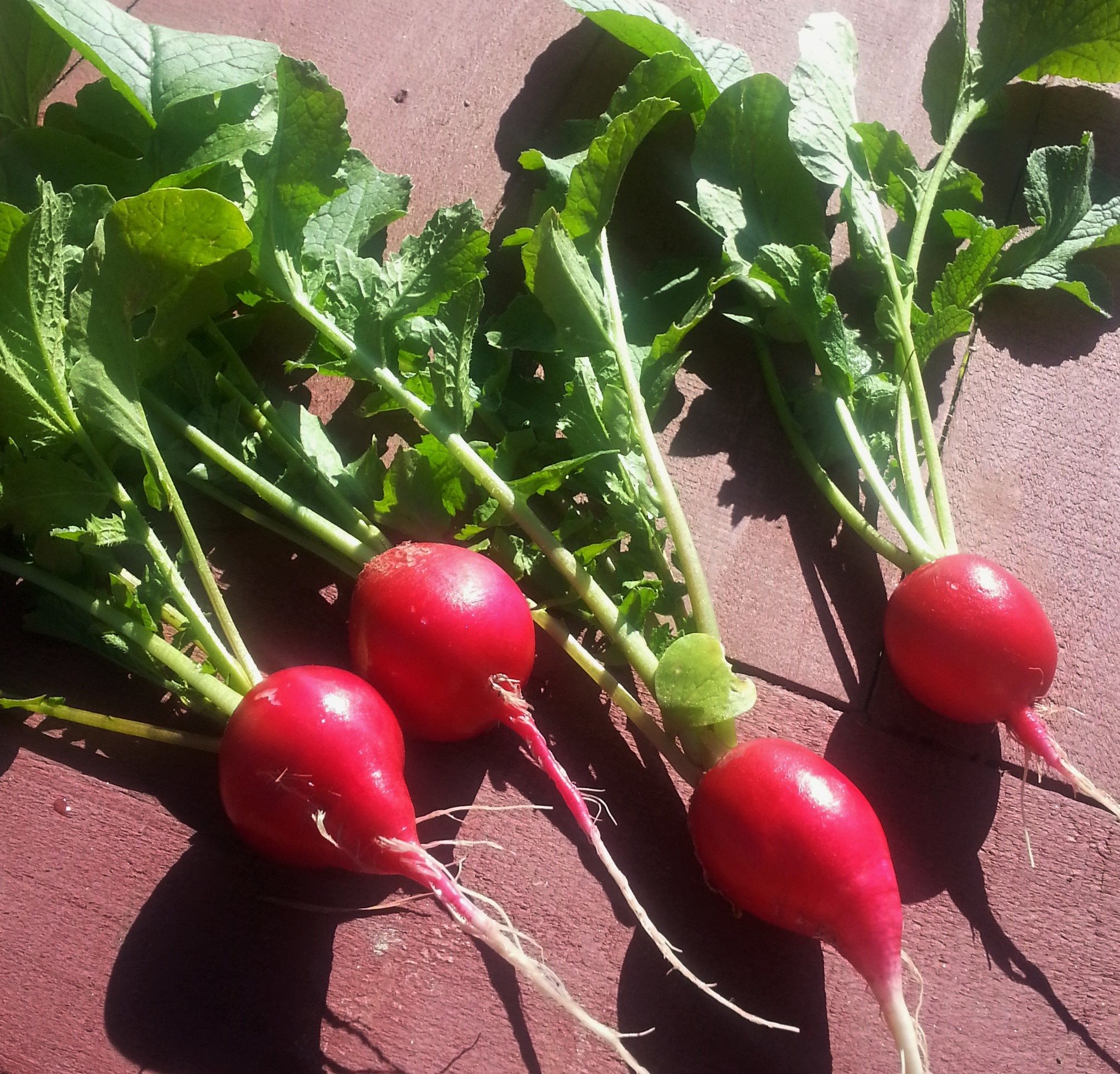 sun on radishes.jpg