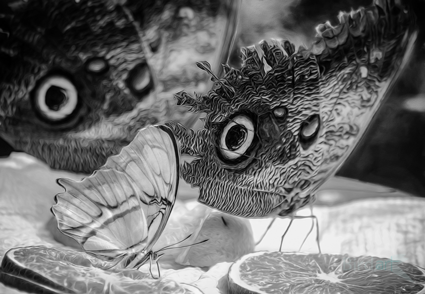 buttrerfly on lemon b&w (1 of 1).jpg
