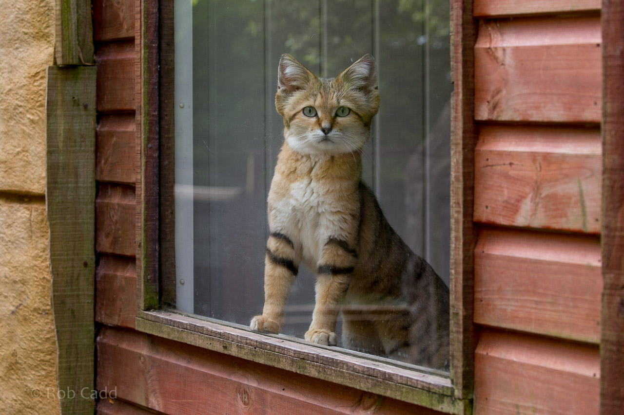 Watching her boyfriend outside the window.jpg