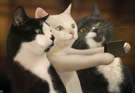 cuando-no-estas-en-casa-tu-gato-se-toma-selfies-e1472851740444.jpg