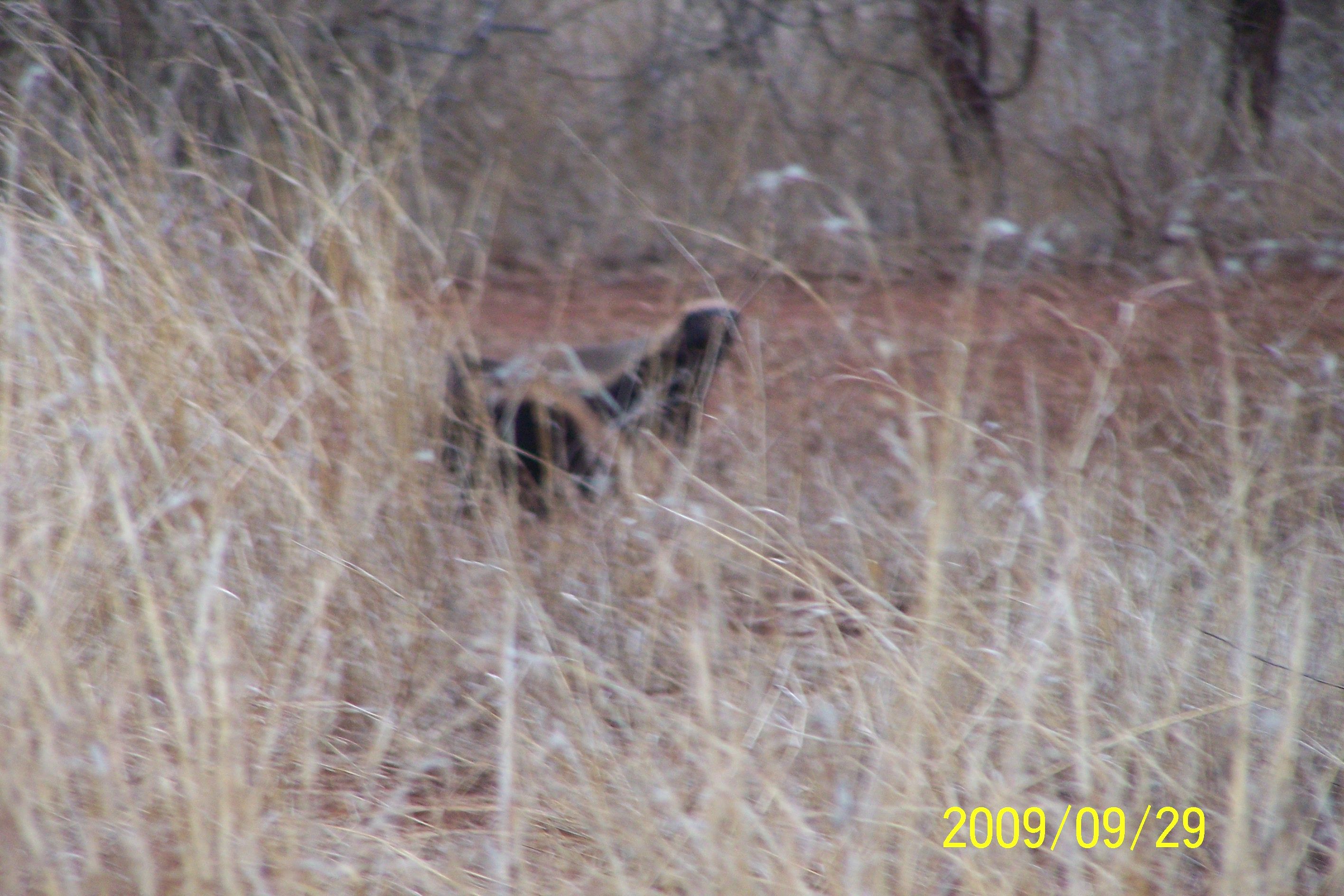 KNP Satara-Lower Sabi 2009 425.JPG