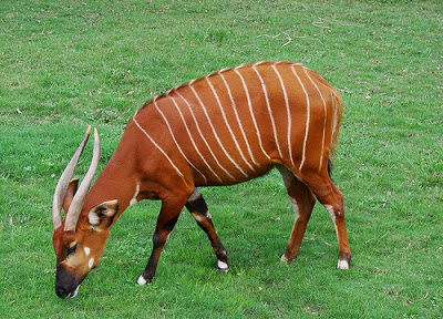 Bongo Antelope.jpg