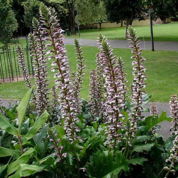 acanthus-mollis-flower.jpg