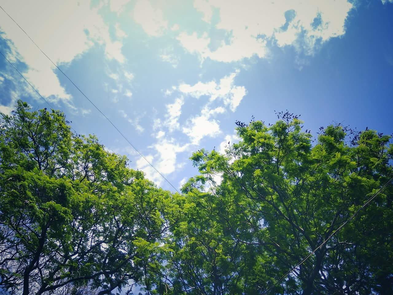 tree.jpg