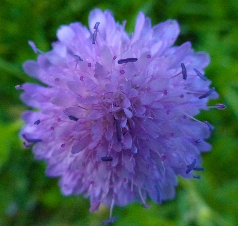 purple-klee1.jpg