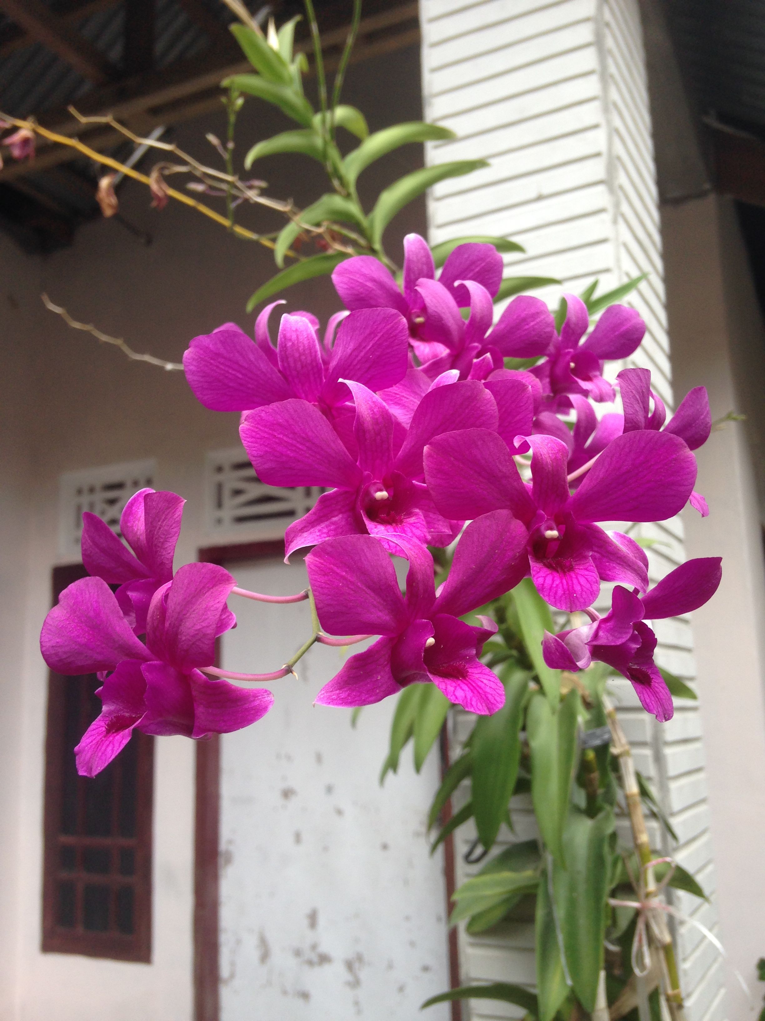 Bunga Anggrek Tanaman Hias Pekarangan Rumah Steemit