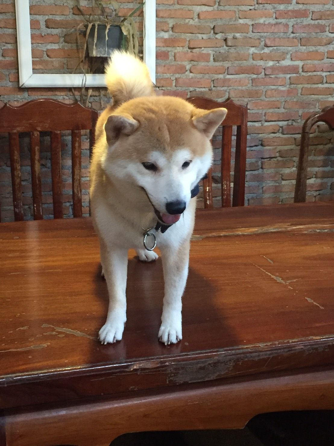 Shiba Inu2.jpg