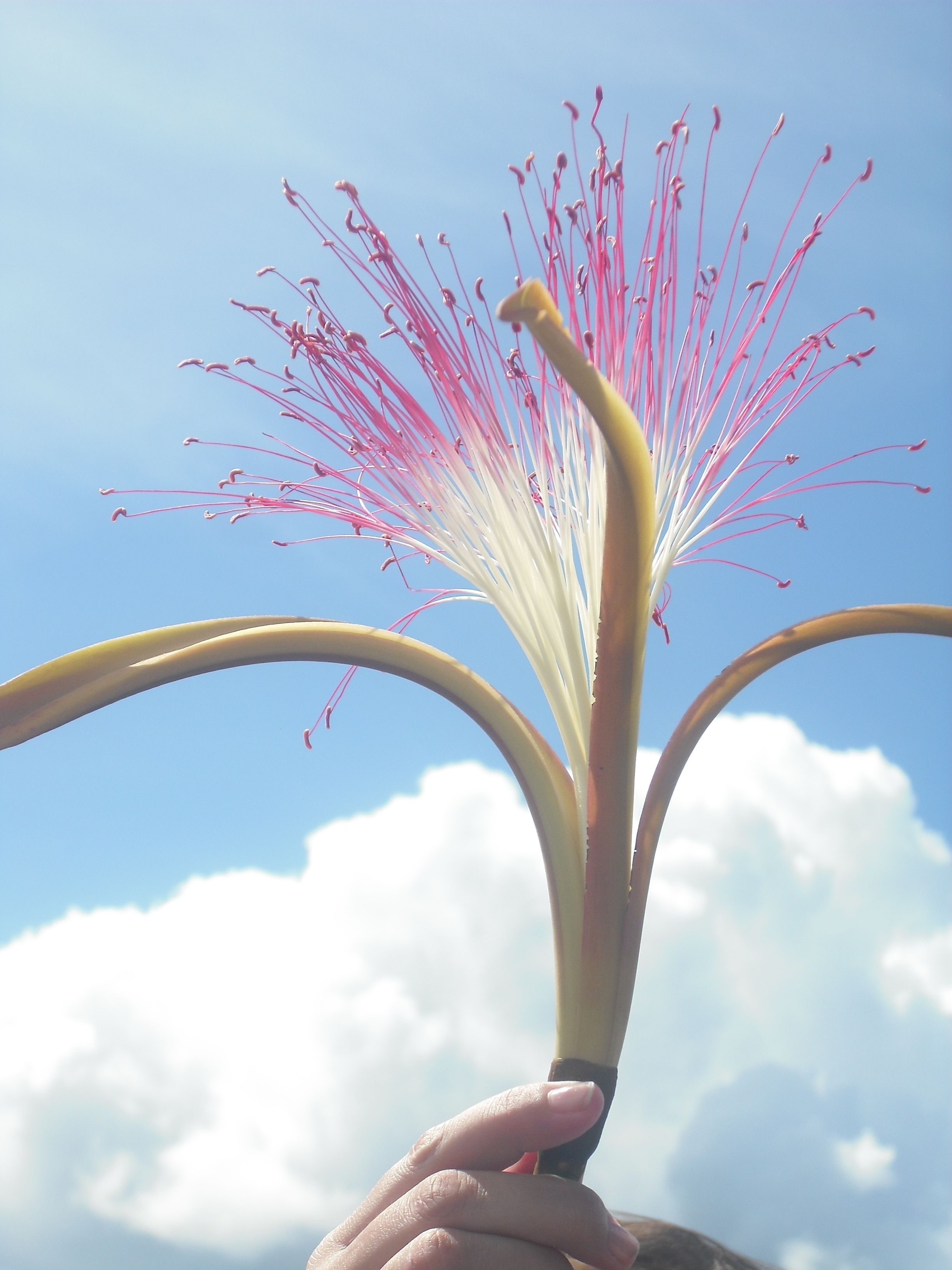 57) flor del cacao de arbol.JPG