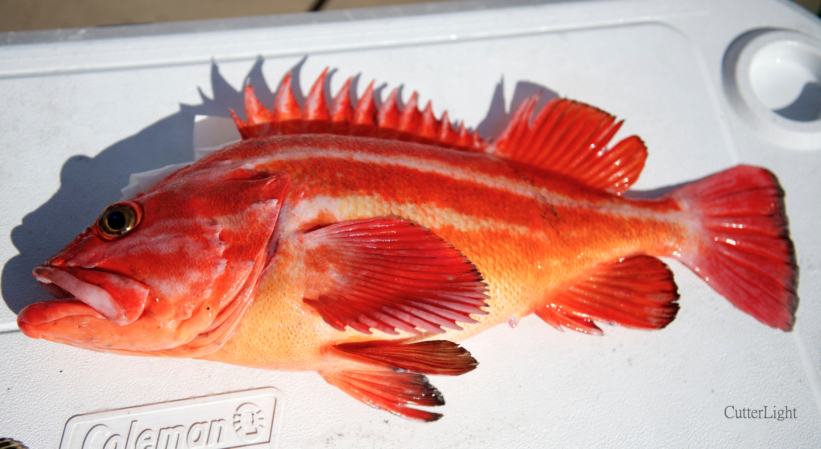 yelloweye-rockfish_n.jpg