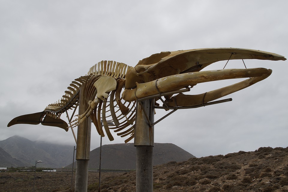 whale-skeleton-2499843_960_720.jpg