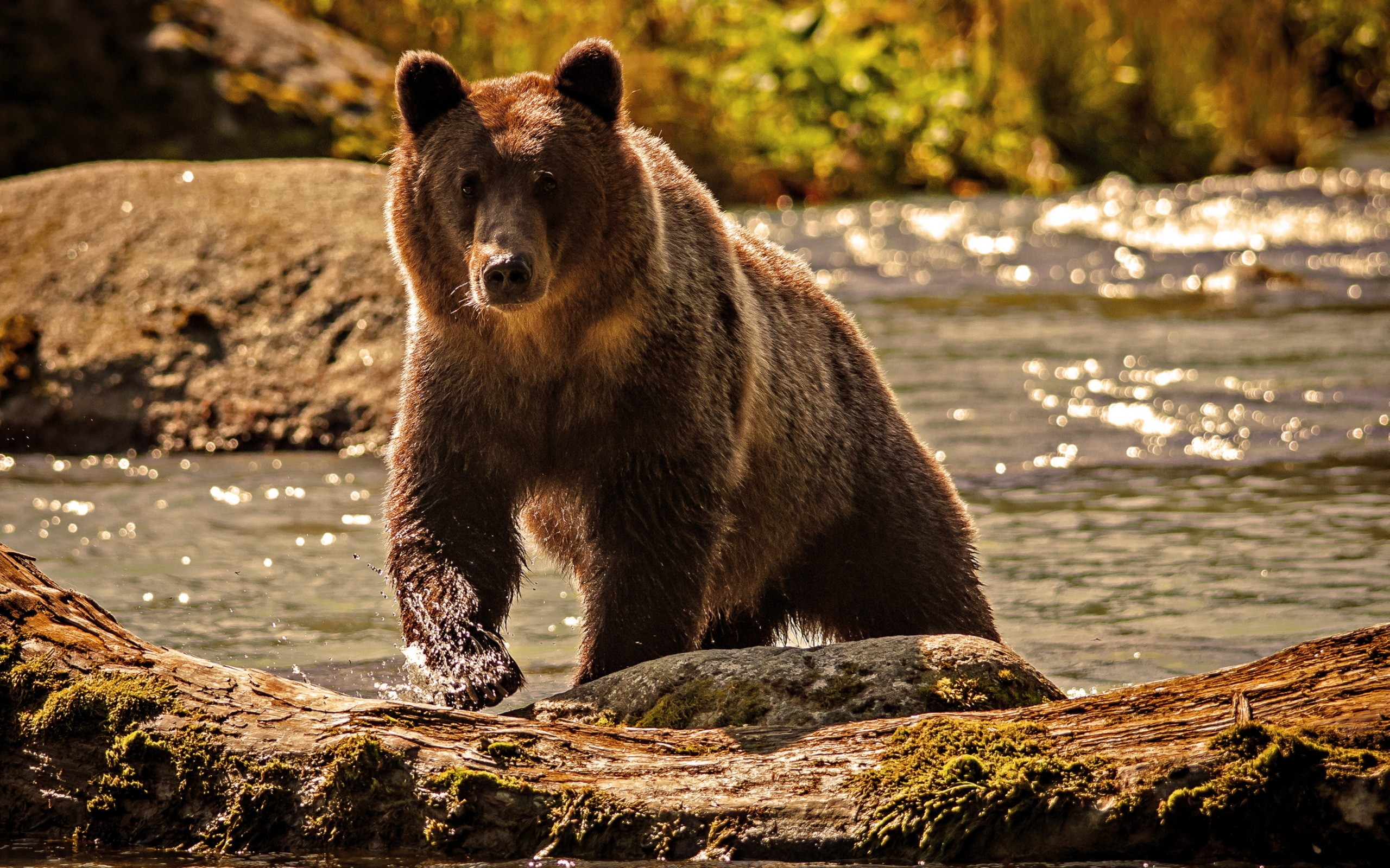 Animals_bears_2560x1600.jpg