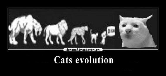 Cats evolution.jpg