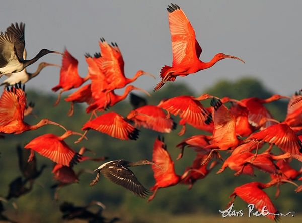 d997044015397efbc147fb12bbbd5802--birds-in-flight-scarlet.jpg