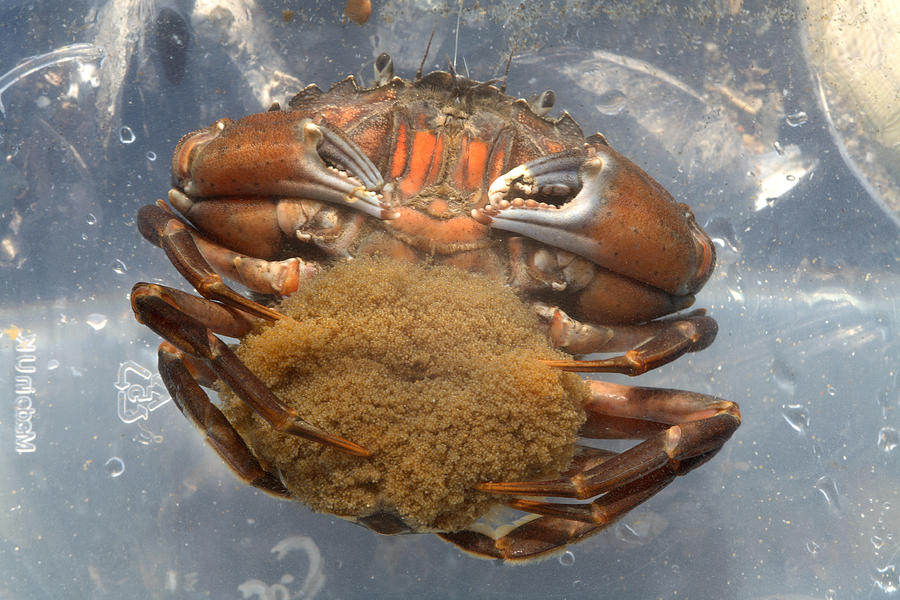 common-shore-crab-carrying-eggs-dr-keith-wheeler.jpg