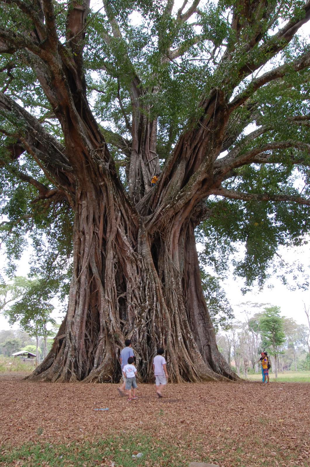 Wonder-Tree-Canlaon-Negros-Oriental.jpg