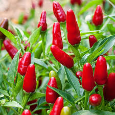 Hot peppers.jpg