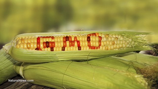 GMO corn crop.jpg